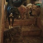 Rescatan a 27 caninos que vivían en malas condiciones de alimentación y cuidado: Atizapán
